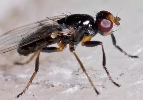 Mosca Saltador del Queso o del Jamón, Piophila casei (Linnaeus)